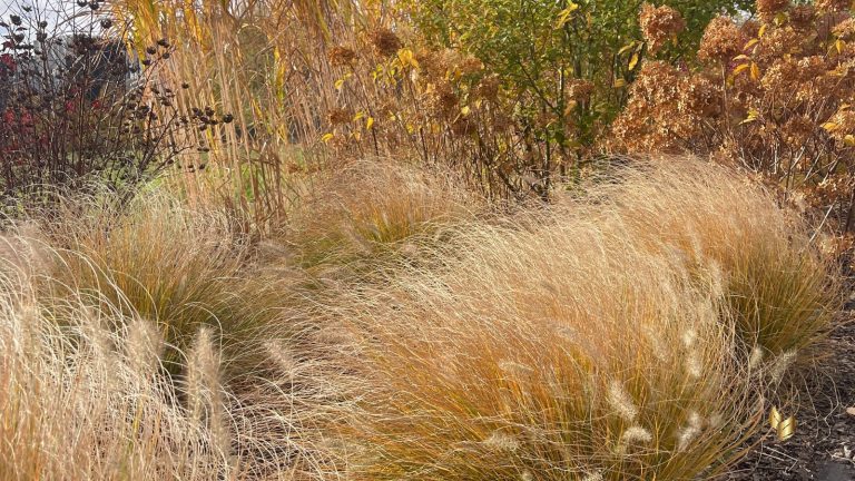 Jesienny ogród z trawami ozdobnymi i hortensjami – struktura ogrodu po sezonie
